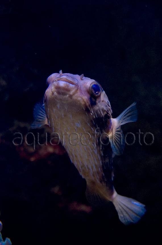 Diodon hystrix 03