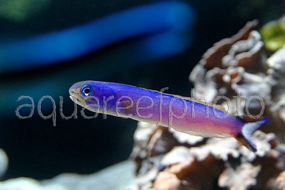 Hoplolatilus purpureus 01