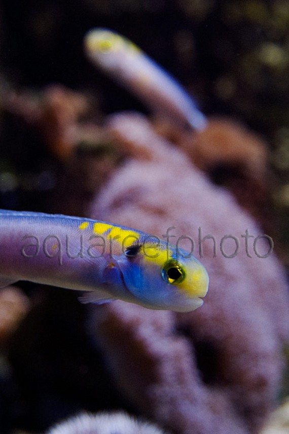 Hoplolatilus fourmanouiri 02