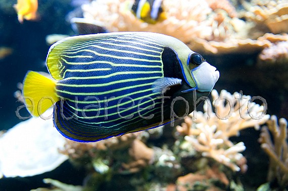 Pomacanthus imperator 04