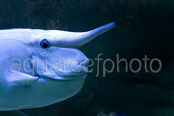 Naso annulatus 01
