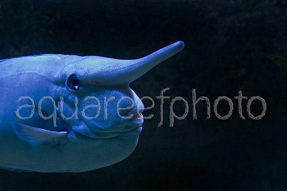 Naso annulatus 02