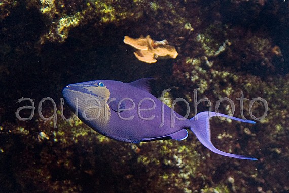 Odonus niger 02