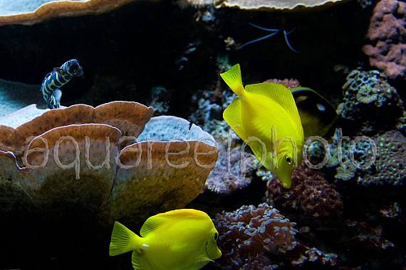 Pholidichthys leucotaenia 01