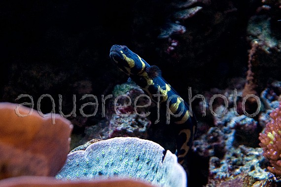 Pholidichthys leucotaenia 02