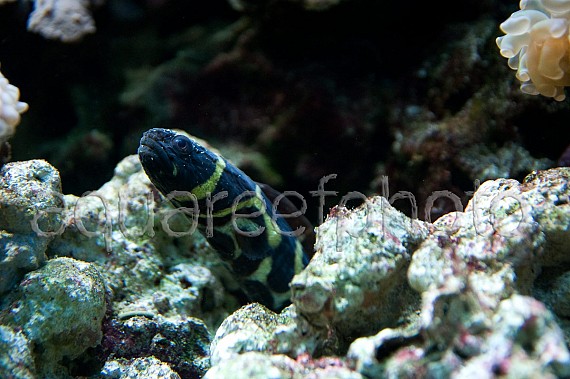 Pholidichthys leucotaenia 03