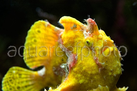 Antennarius pictus 03