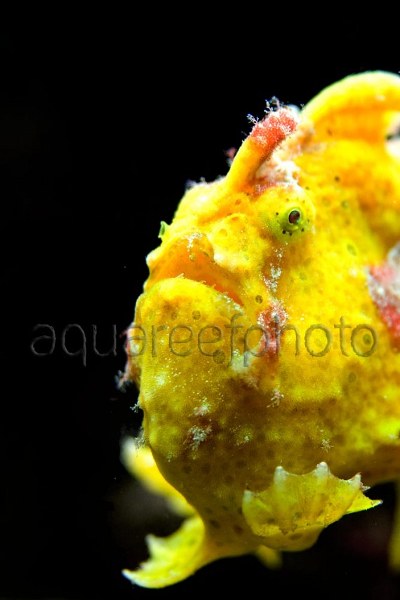 Antennarius pictus 04