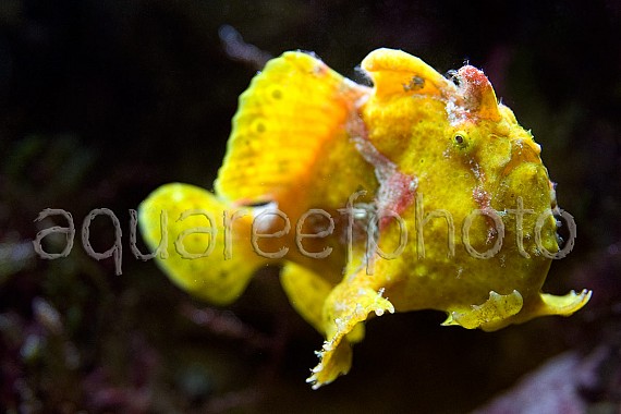 Antennarius pictus 06