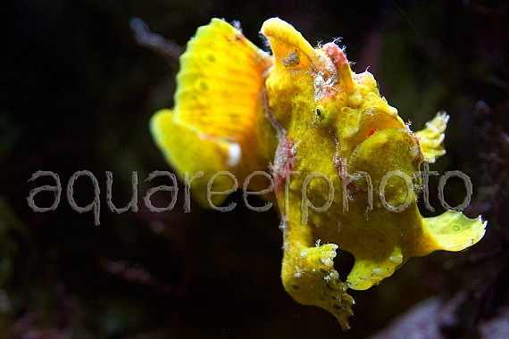 Antennarius pictus 07
