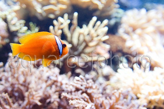 Amphiprion frenatus 02