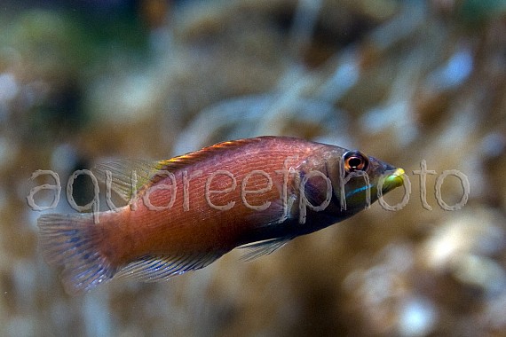 Pseudocheilius evanidus 01