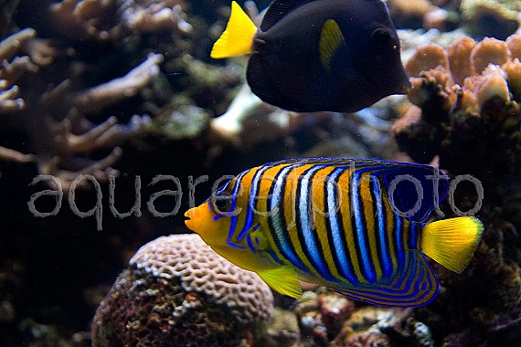 Pygoplites diacanthus 01
