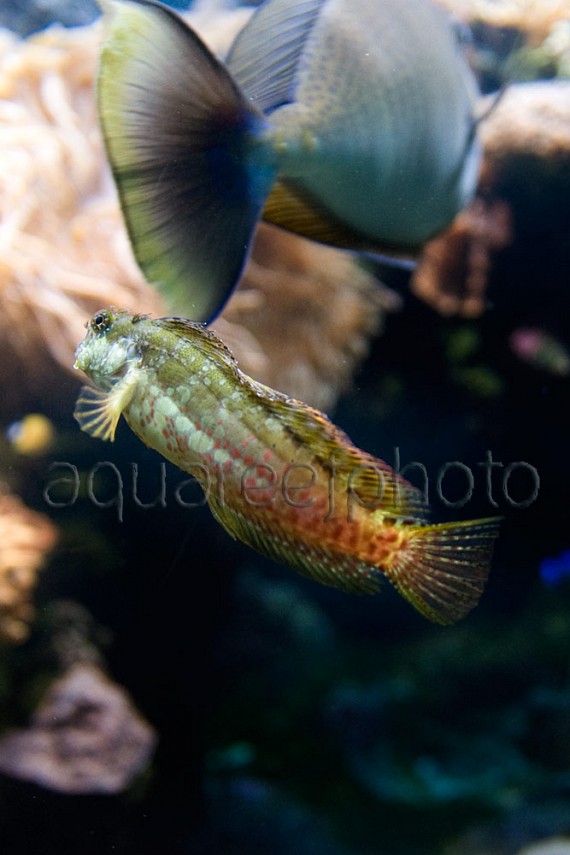 Salarias fasciatus 02