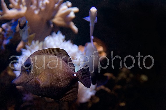 Zebrasoma scopas 01