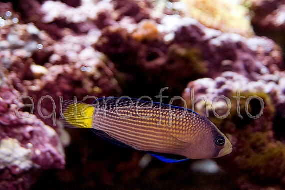Manonichthys splendens 01