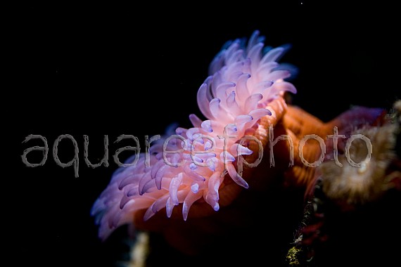 Actinia equina 01