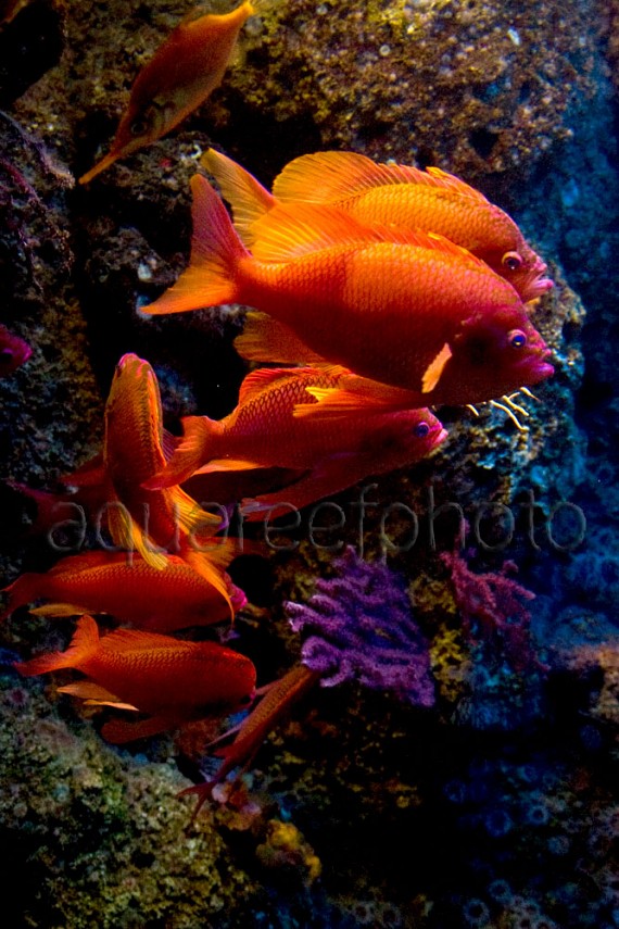 Anthias anthias 02