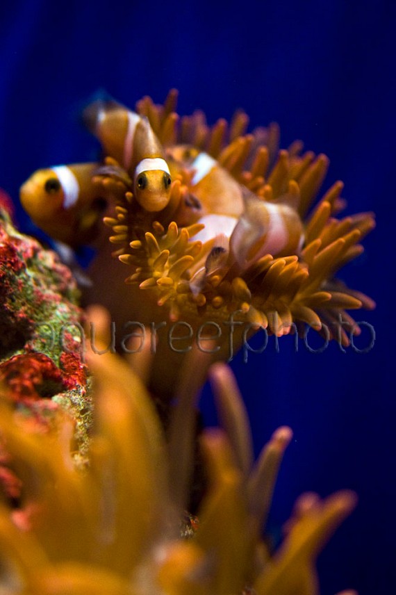 Amphiprion ocellaris batch 03