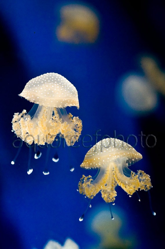 Phyllorhiza punctata 01