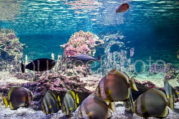 Platax orbicularis 01