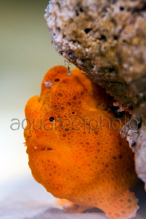 Antennarius pictus 09