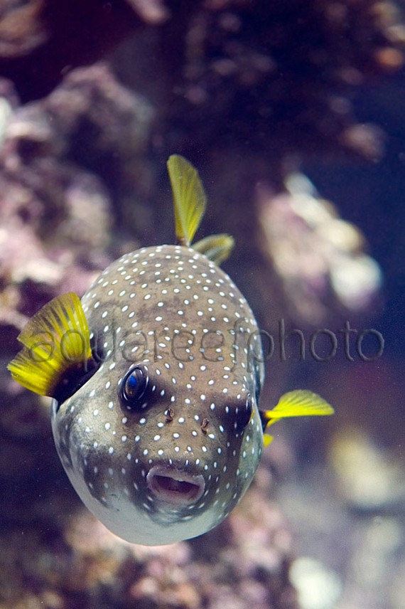 Arothron hispidus 04