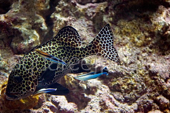 Plectorhinchus chaetodonoides & Labroides dimidiatus 01