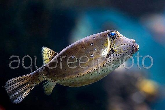 Ostracion cubicus 01
