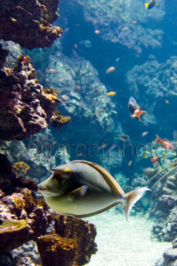Naso unicornis 01