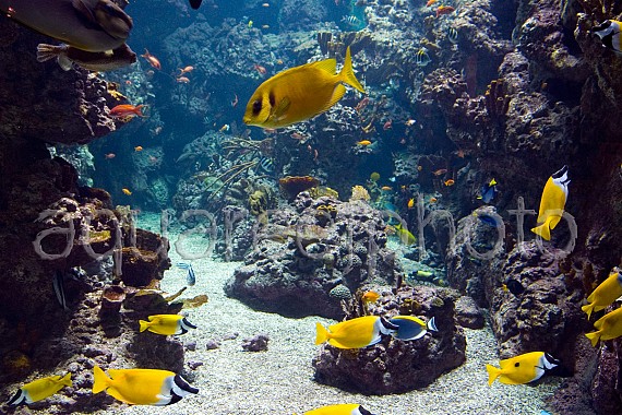 Aquarium display 02