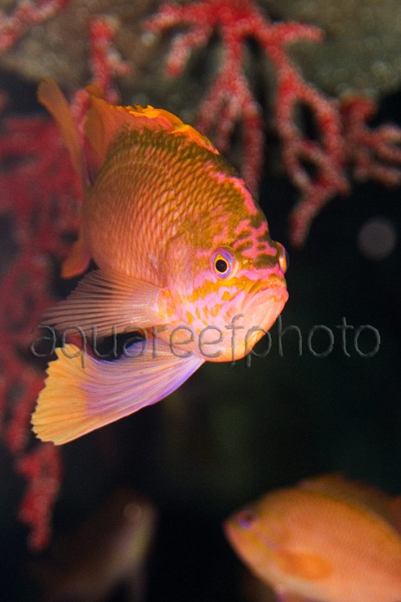 Anthias anthias 03