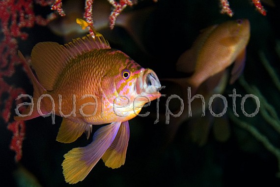 Anthias anthias 04