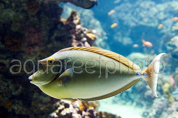 Naso unicornis 02