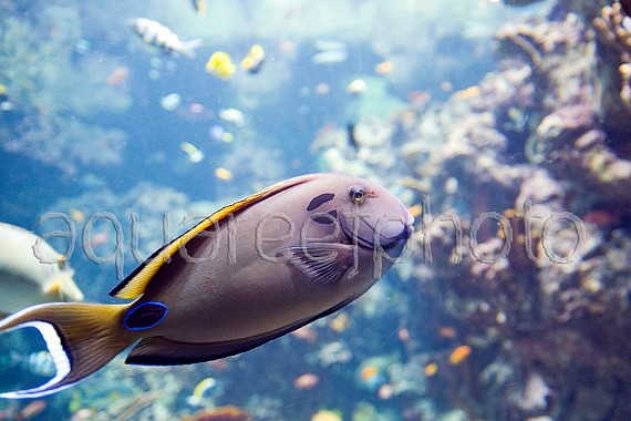 Acanthurus tennentii 01