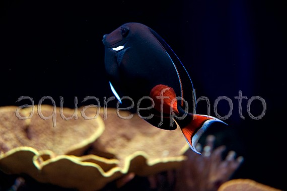 Acanthurus achiles 02
