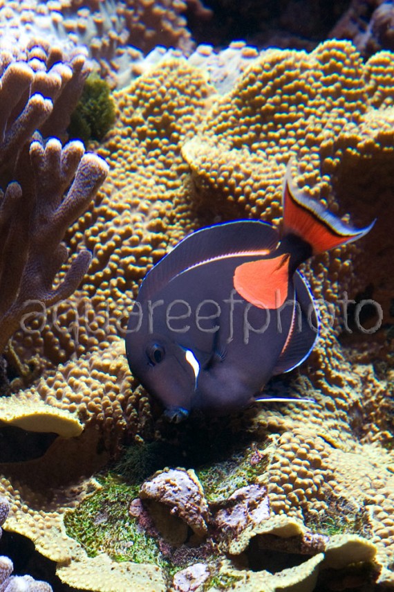 Acanthurus achilles 03