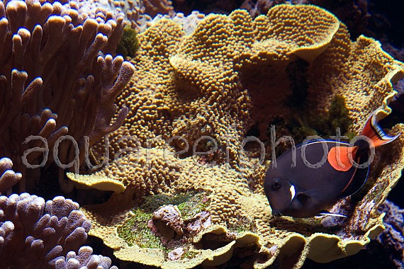Acanthurus achilles 04