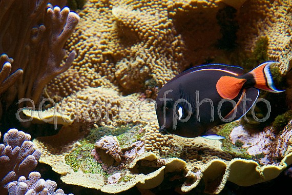 Acanthurus achilles 05
