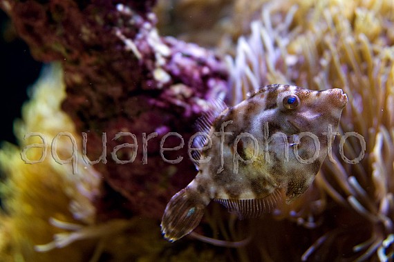 Acreichthys tomentosus 02