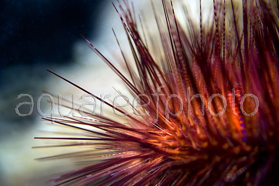 Astropyga radiata 04