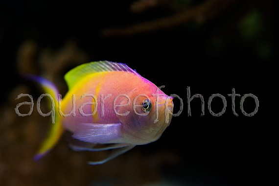 Pseudanthias bartlettorum 03