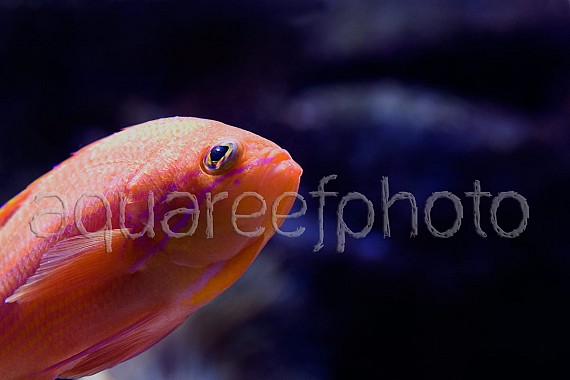 Pseudanthias bimaculatus 01