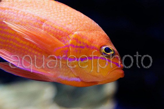 Pseudanthias bimaculatus 02