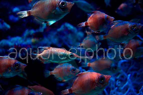 Macroramphosus scolopax 01