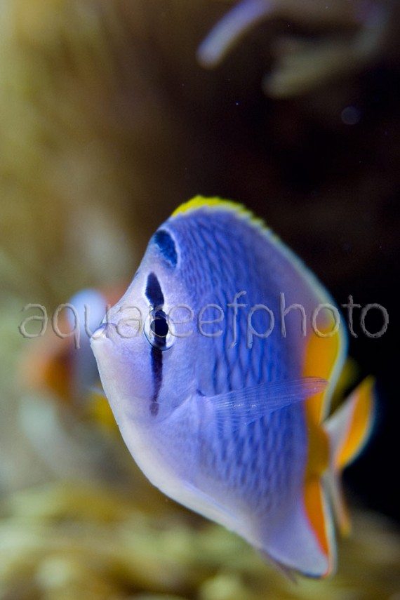 Chaetodon xanthurus 01
