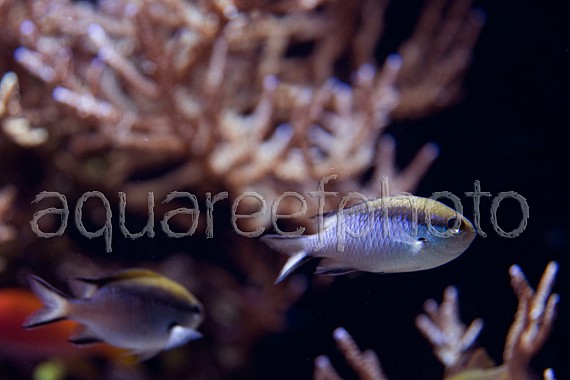 Chromis nitida 01