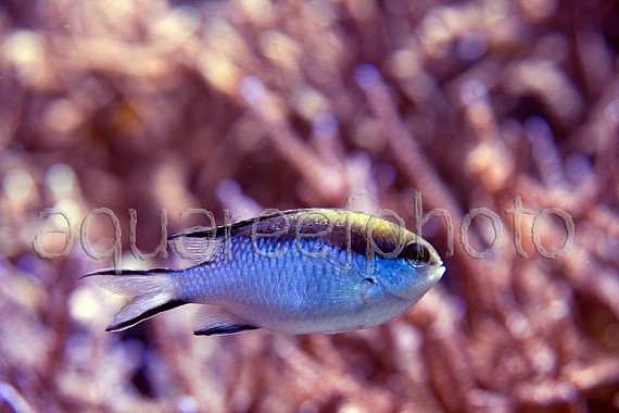 Chromis nitida 02