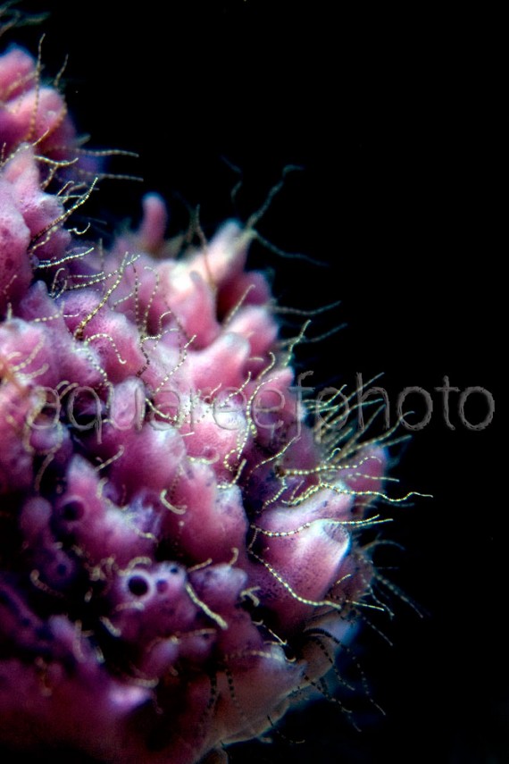 Sponge & Serpent star