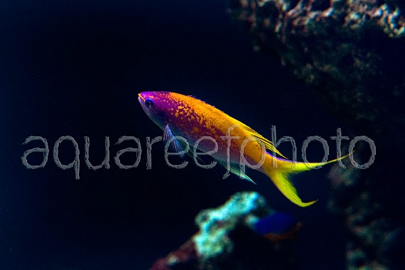 Pseudanthias evansi 01